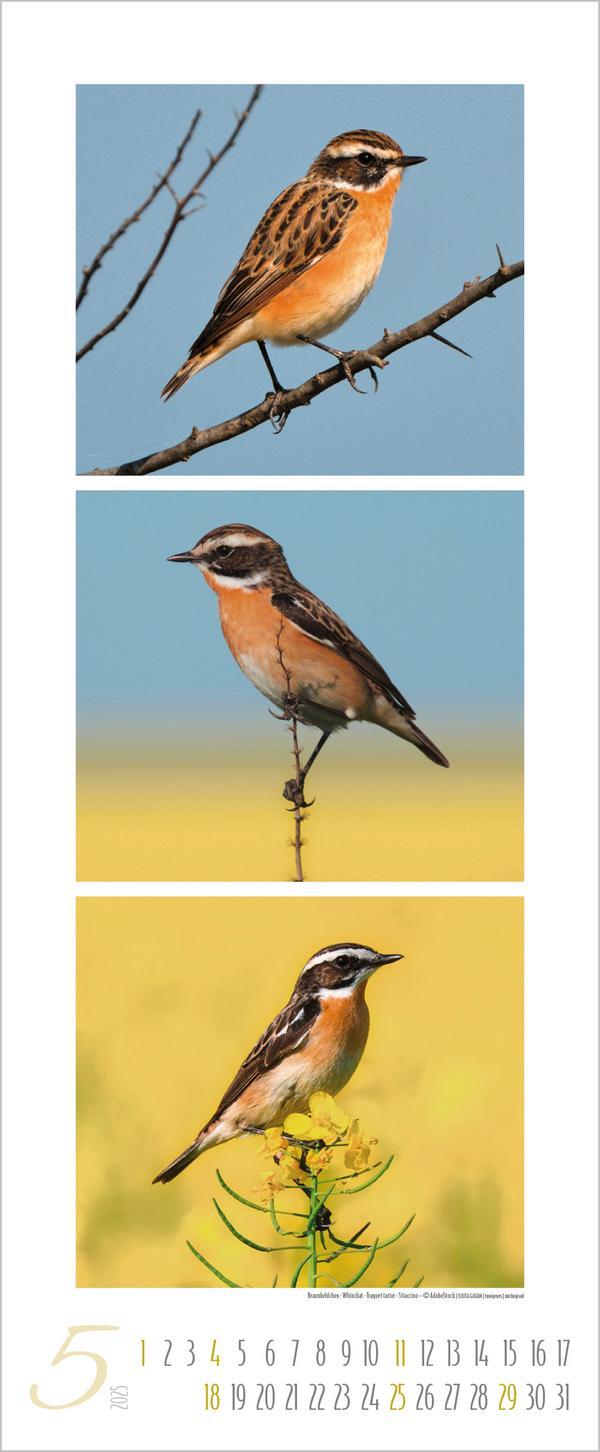 Bild: 9783731879213 | Vögel Triplets 2025 | Verlag Korsch | Kalender | 14 S. | Deutsch
