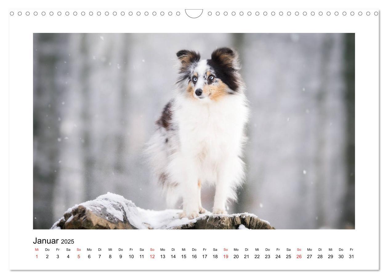 Bild: 9783435307944 | Herzensshelties - Shetland Sheepdogs (Wandkalender 2025 DIN A3...