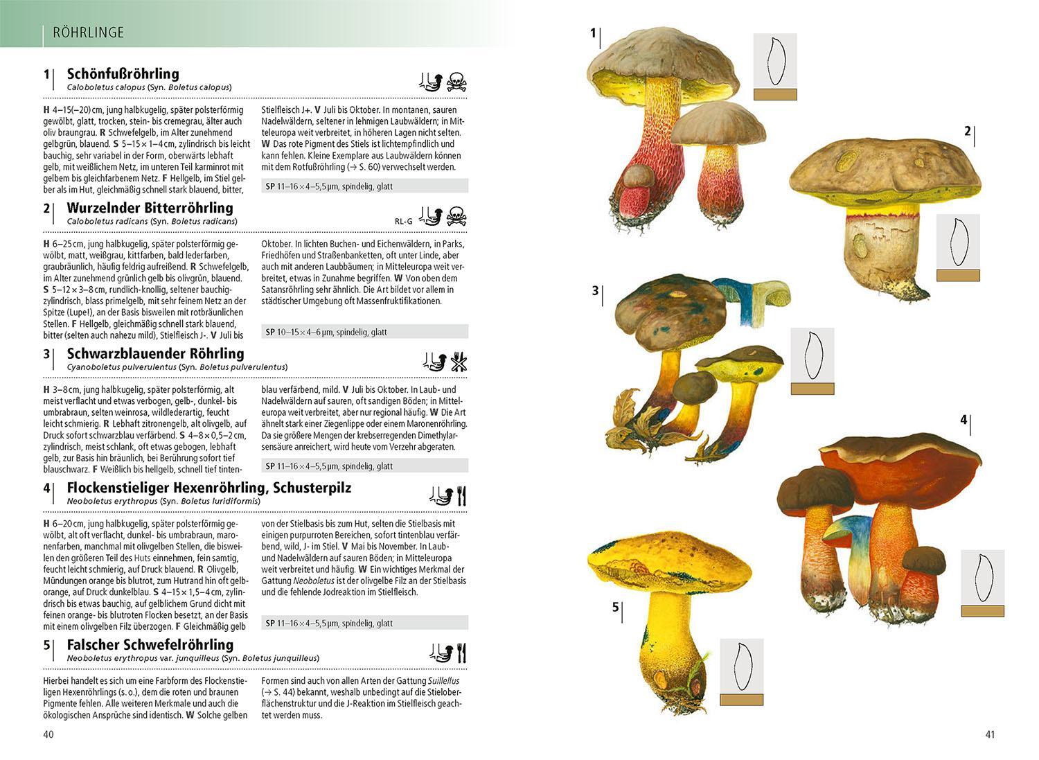 Bild: 9783440170274 | Das Kosmos-Handbuch Pilze | Mit über 2500 Zeichnungen, über 1500 Arten