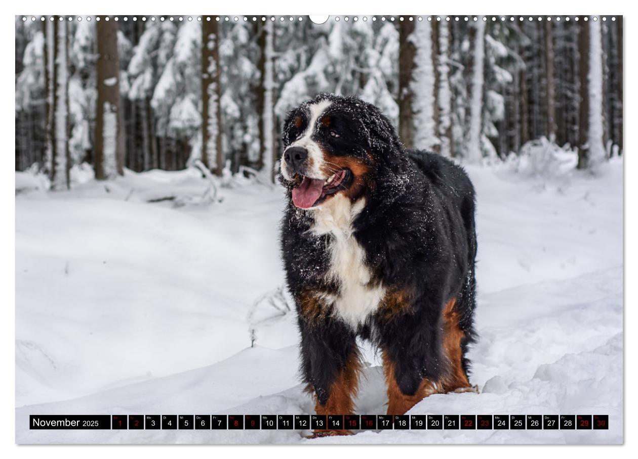 Bild: 9783457182604 | Berner Sennenhunde - Faszinierende Herzensbrecher (Wandkalender...