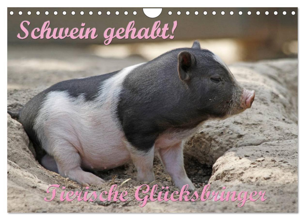 Cover: 9783383571084 | Schwein gehabt! (Wandkalender 2024 DIN A4 quer), CALVENDO...