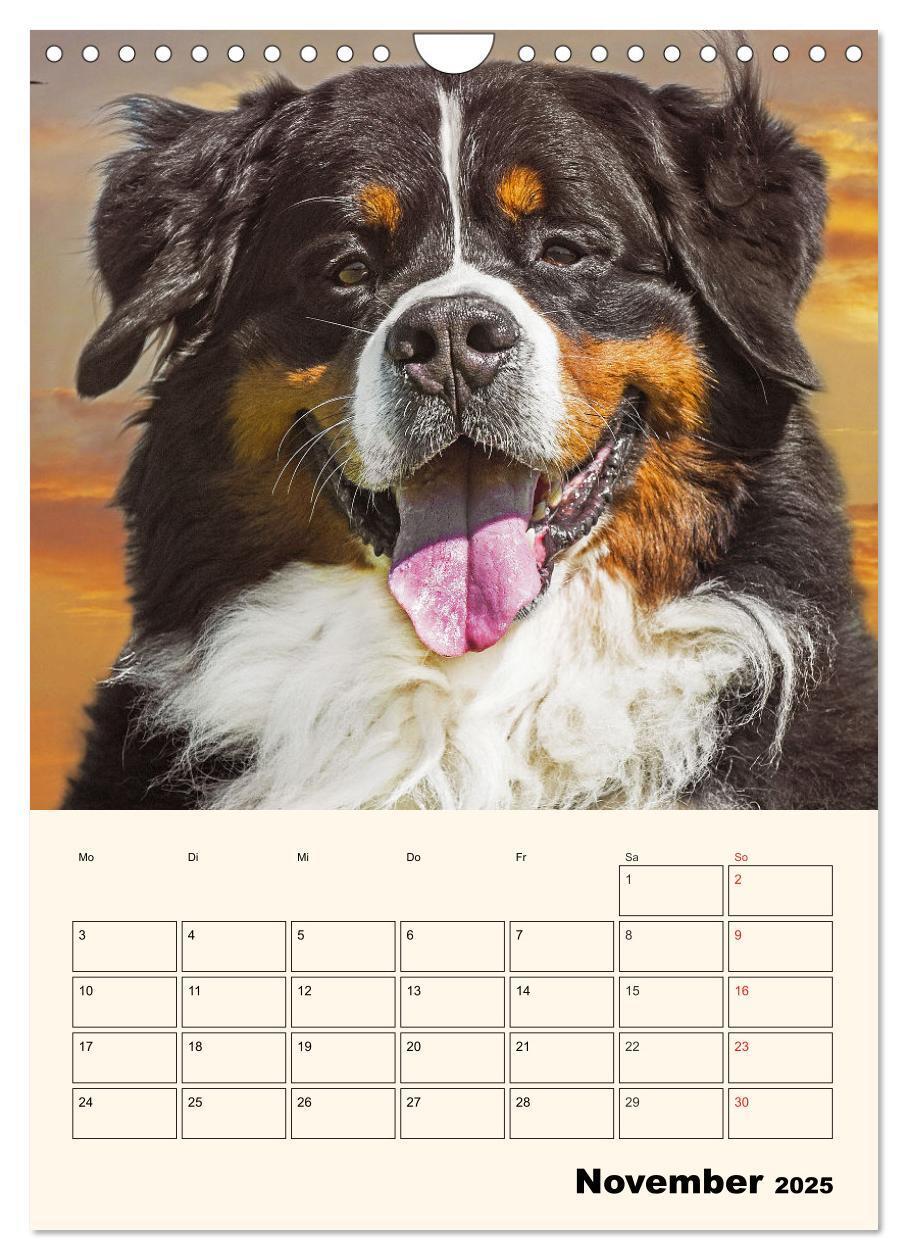 Bild: 9783435938315 | Traumhaft schön - Der Berner Sennenhund (Wandkalender 2025 DIN A4...