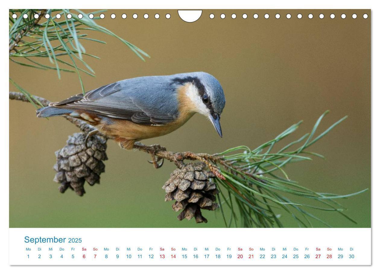 Bild: 9783435464838 | Singvögel - 12 Arten im Garten (Wandkalender 2025 DIN A4 quer),...