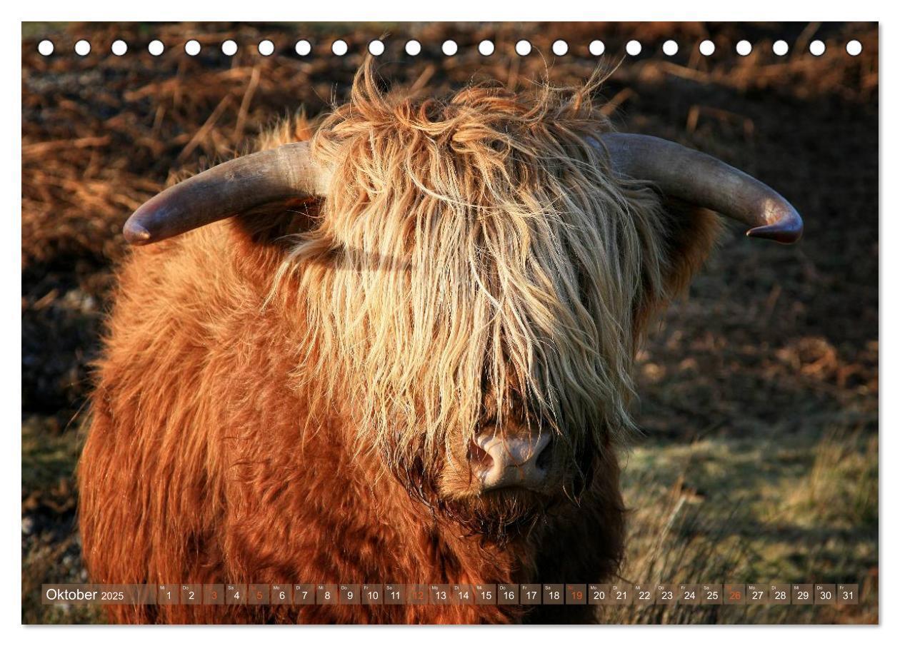 Bild: 9783435709007 | Schottische Hochlandrinder - Highland Cattle im Portrait...