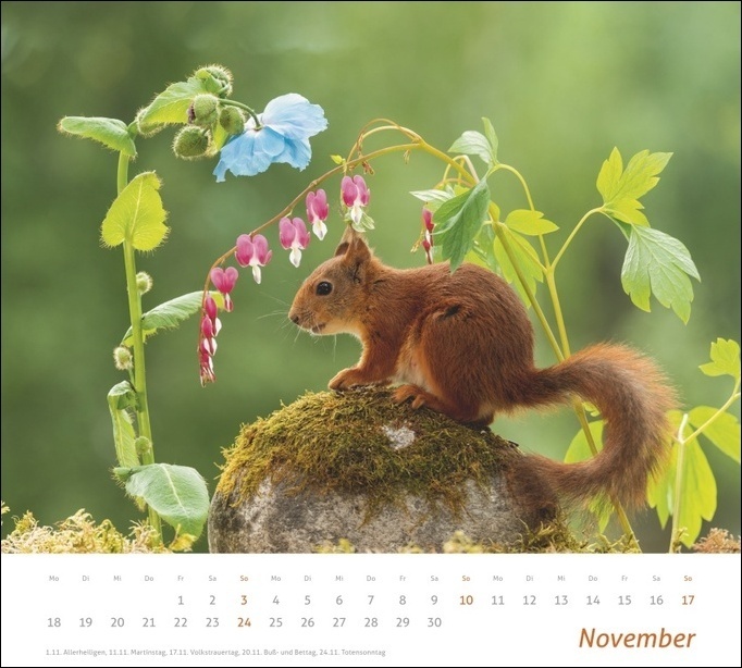 Bild: 9783756402427 | times&amp;more Eichhörnchen Bildkalender 2024 | Geert Weggen | Kalender
