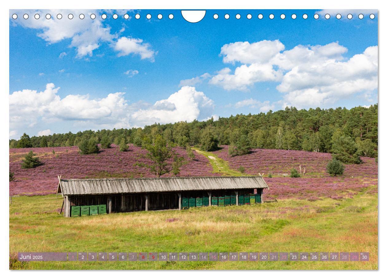 Bild: 9783383831249 | Im Blütenrausch der Lüneburger Heide (Wandkalender 2025 DIN A4...