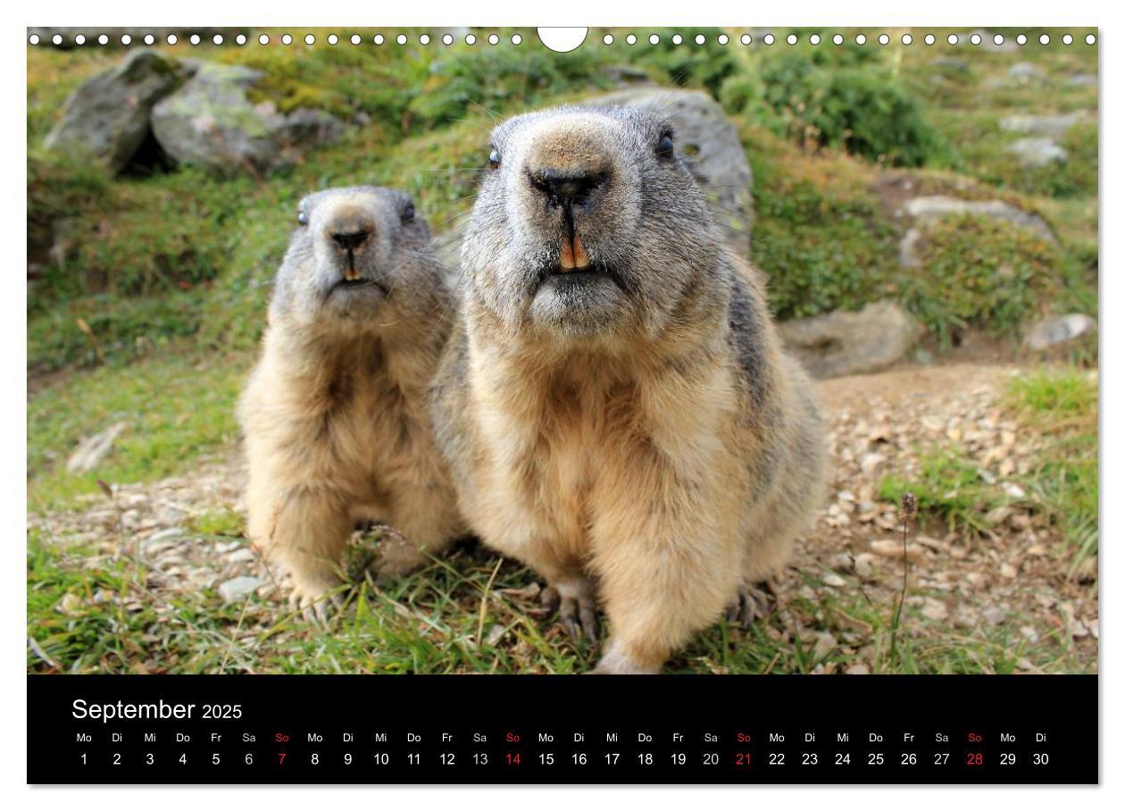 Bild: 9783435784219 | Murmeltiere (Wandkalender 2025 DIN A3 quer), CALVENDO Monatskalender