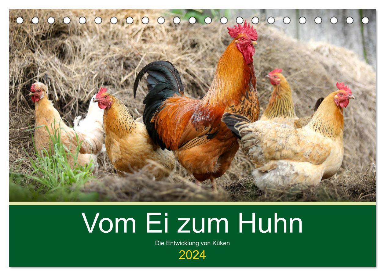 Cover: 9783675760769 | Vom Ei zum Huhn. Die Entwicklung von Küken (Tischkalender 2024 DIN...