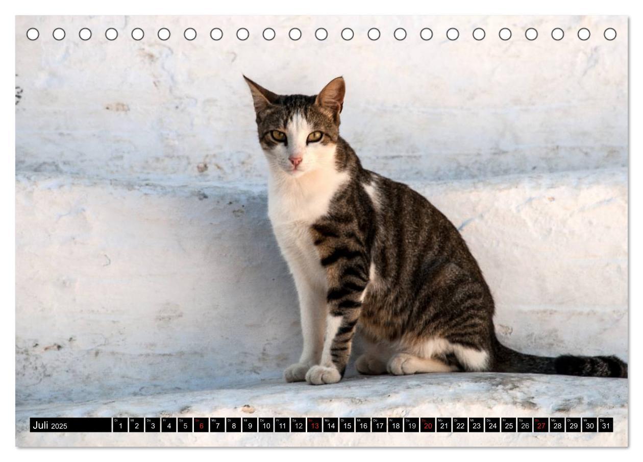 Bild: 9783435757626 | Griechische Katzen (Tischkalender 2025 DIN A5 quer), CALVENDO...