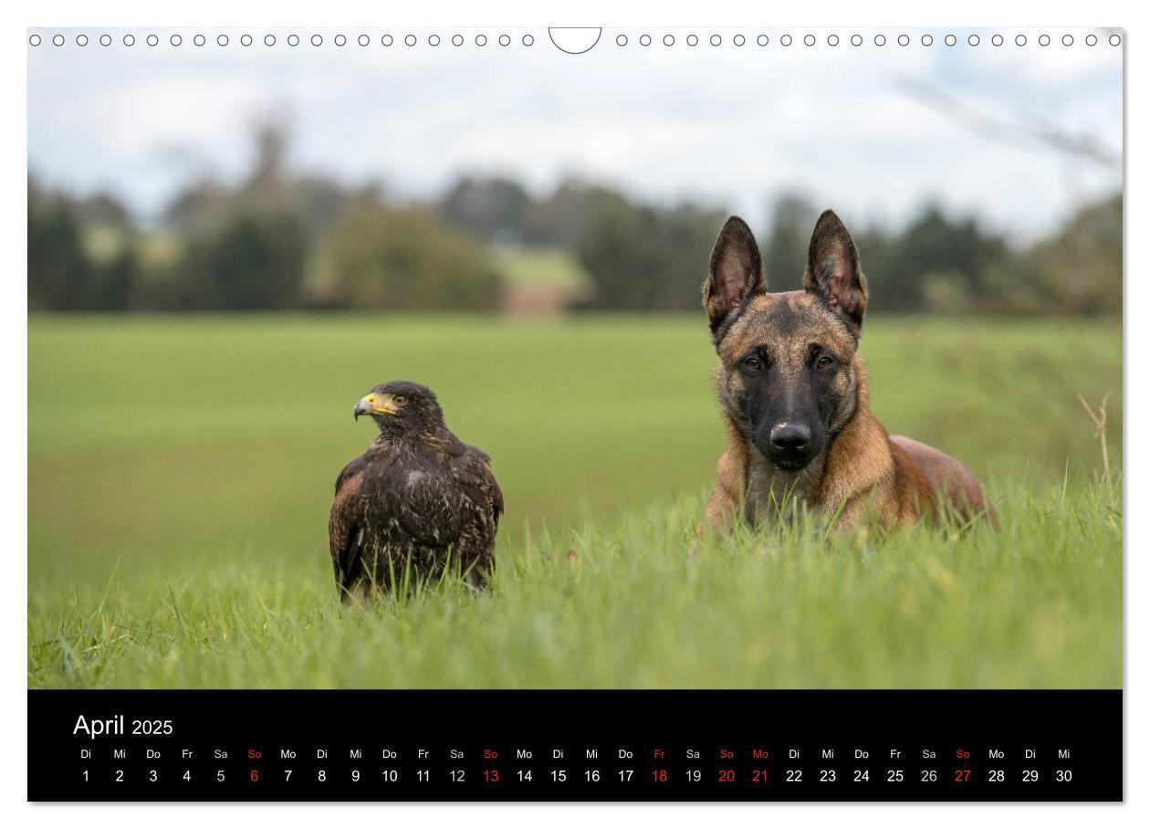 Bild: 9783435643127 | Belgischer Schäferhund - Der Malinois (Wandkalender 2025 DIN A3...