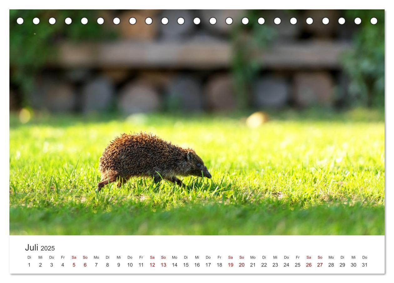 Bild: 9783383940613 | Igel - Niedliche kleine Stachelritter (Tischkalender 2025 DIN A5...