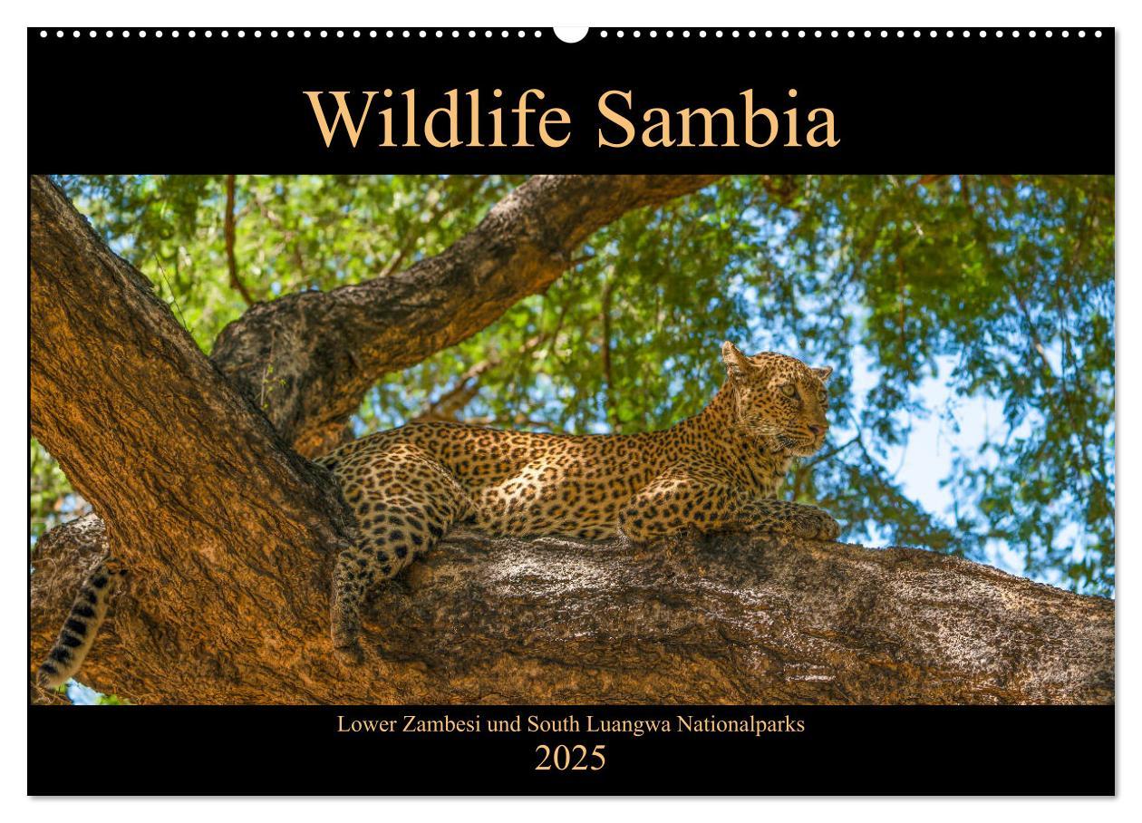 Cover: 9783435312757 | Wildlife Sambia (Wandkalender 2025 DIN A2 quer), CALVENDO...