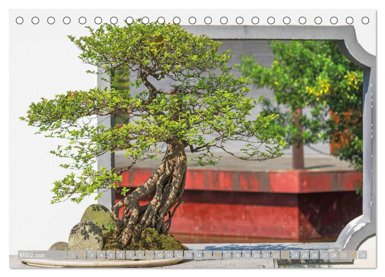 Bild: 9783457198148 | Gartenkunst aus Japan: Bonsai (Tischkalender 2025 DIN A5 quer),...