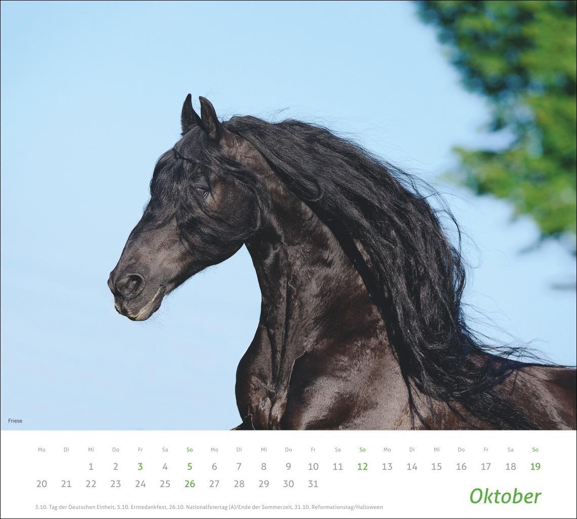 Bild: 9783756406890 | Pferde Bildkalender 2025 | Kalender | times&amp;more Kalender Heye | 14 S.