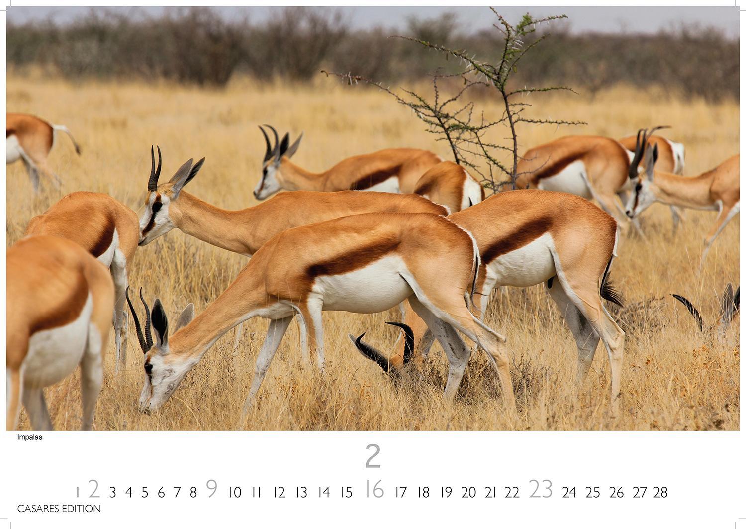 Bild: 9781835240618 | Kenia/Serengeti 2025 S 24x35 cm | Kalender | 14 S. | Deutsch | 2025