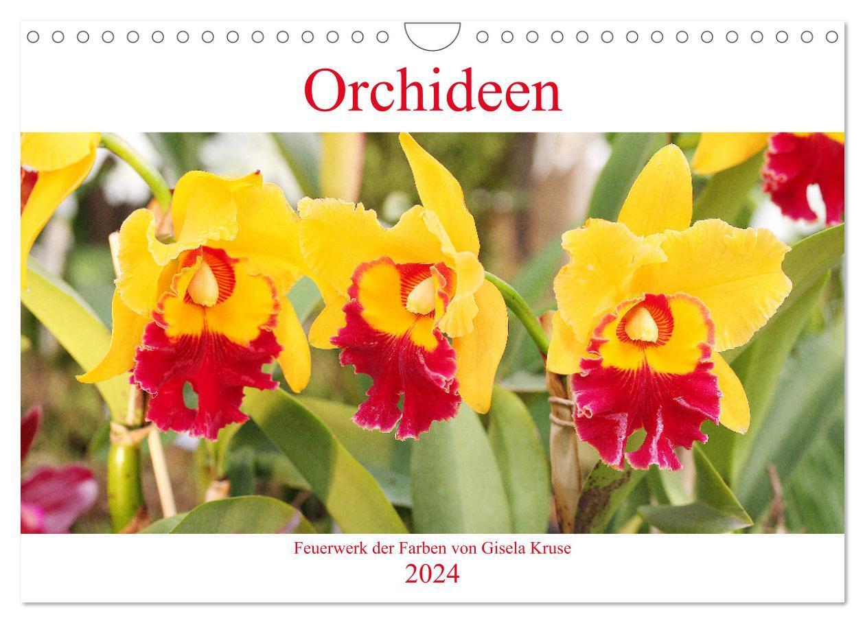 Cover: 9783383063022 | Orchideen Feuerwerk der Farben (Wandkalender 2024 DIN A4 quer),...