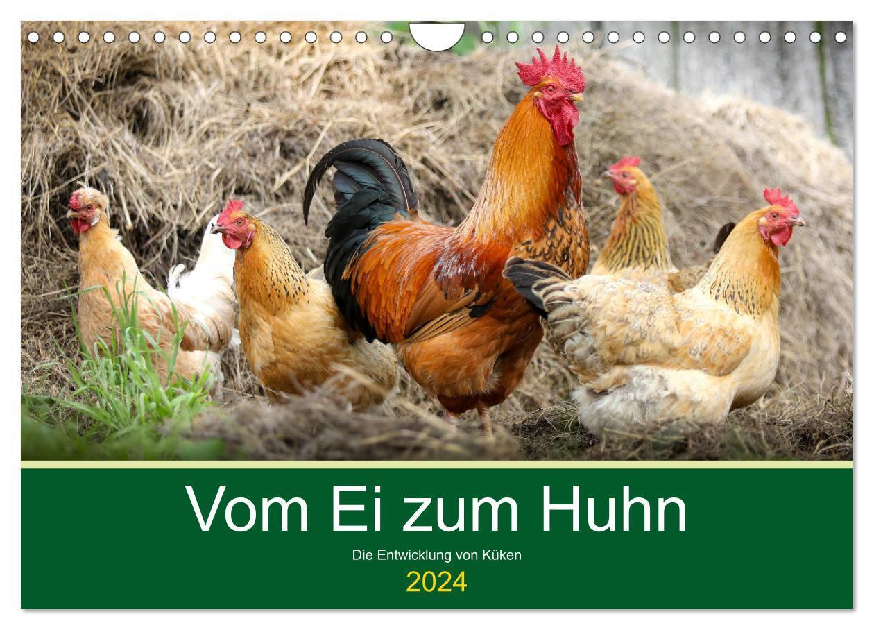 Cover: 9783675581456 | Vom Ei zum Huhn. Die Entwicklung von Küken (Wandkalender 2024 DIN...