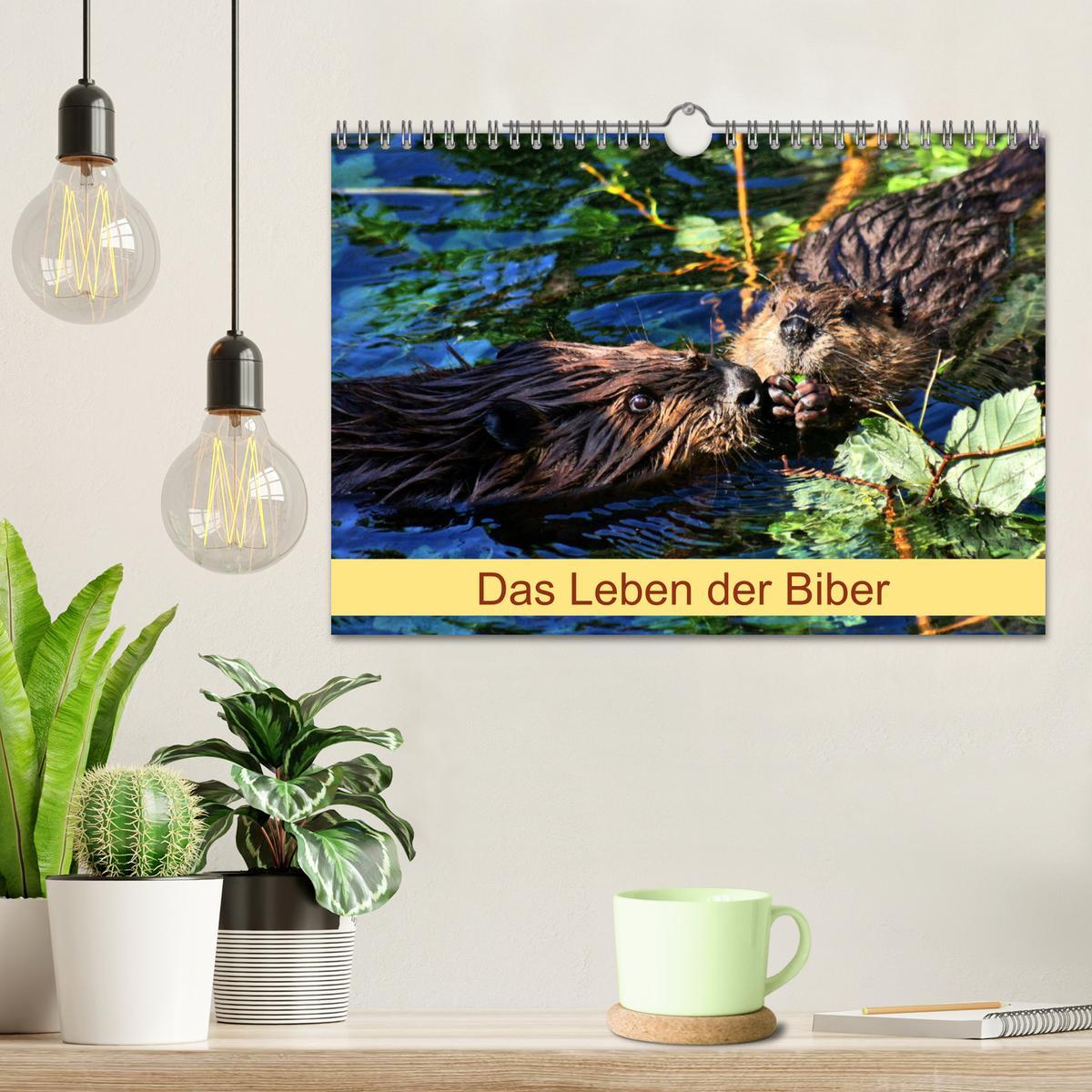 Bild: 9783435416851 | Das Leben der Biber (Wandkalender 2025 DIN A4 quer), CALVENDO...