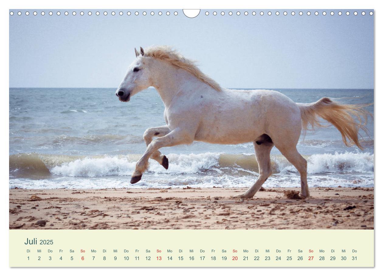 Bild: 9783435215614 | PFERDE &amp; MEER (Wandkalender 2025 DIN A3 quer), CALVENDO Monatskalender