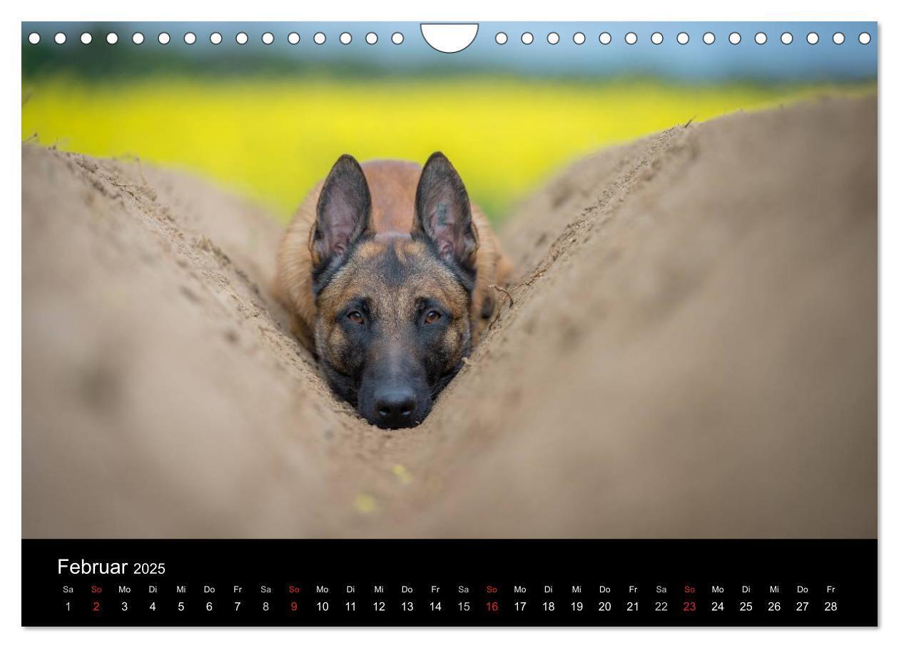 Bild: 9783435643554 | Belgischer Schäferhund - Der Malinois (Wandkalender 2025 DIN A4...