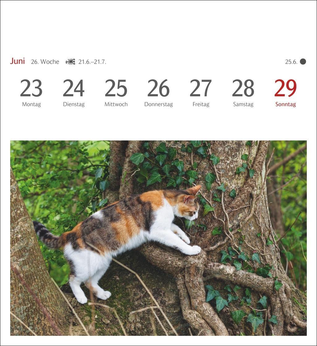 Bild: 9783840033490 | Katzen Postkartenkalender 2025 - Wochenkalender mit 53 Postkarten