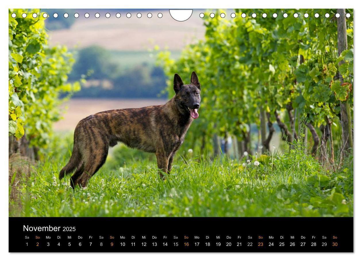 Bild: 9783435687756 | Holländischer Schäferhund (Wandkalender 2025 DIN A4 quer), CALVENDO...