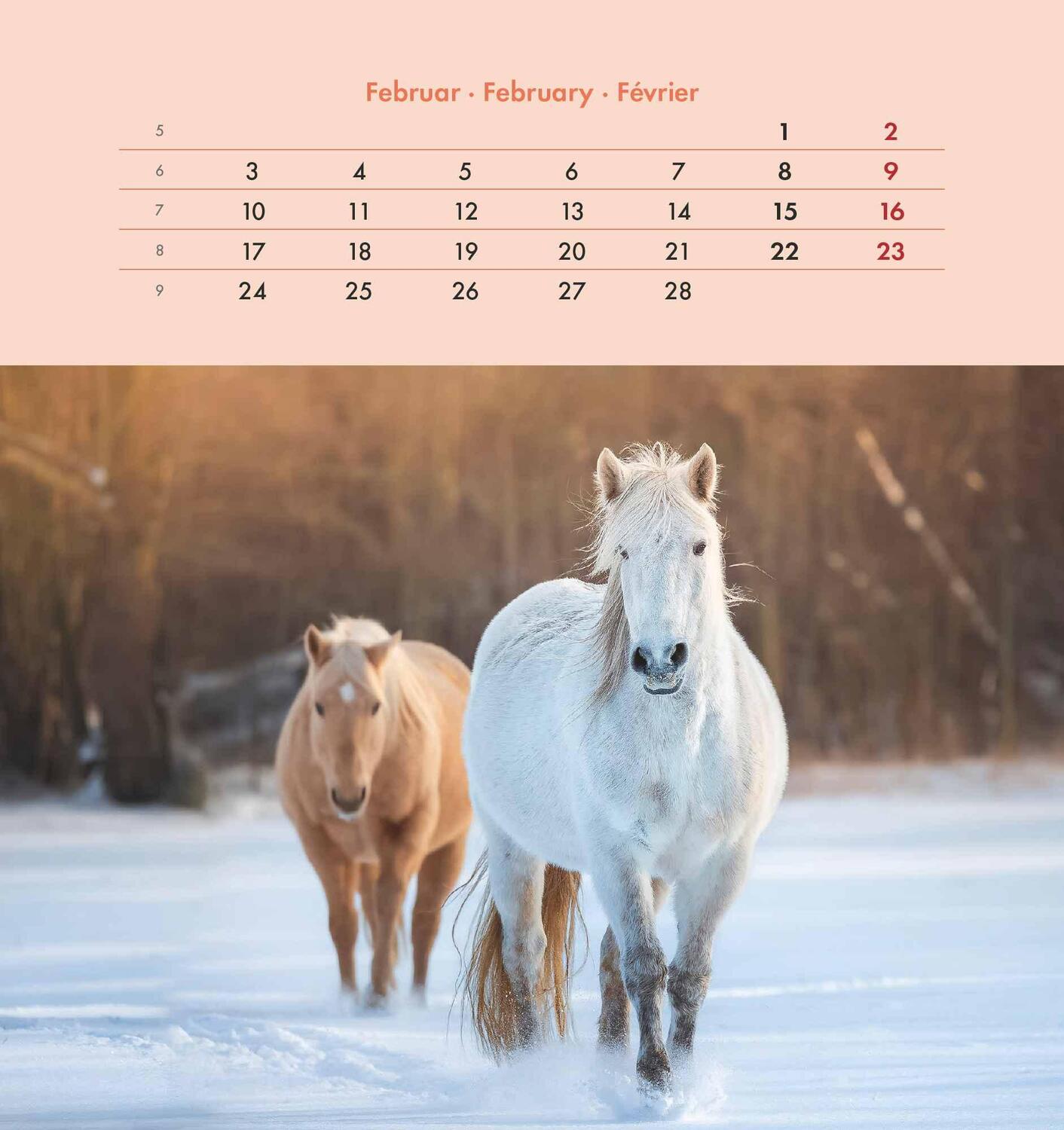 Bild: 4251732342302 | Pferde 2025 - Postkartenkalender 16x17 cm - Horses - zum Aufstellen...