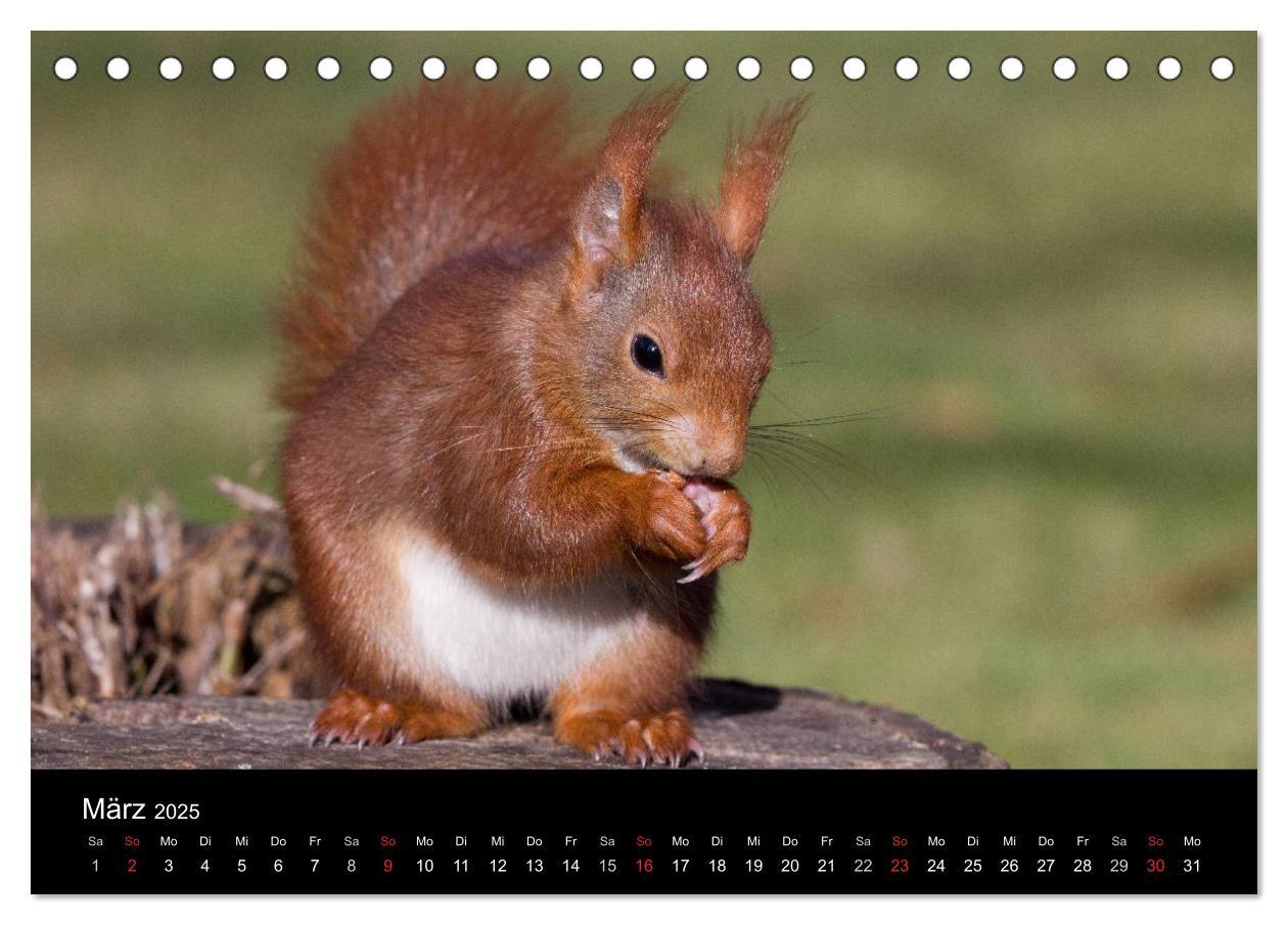 Bild: 9783435669271 | Mit dem Eichhörnchen durchs Jahr (Tischkalender 2025 DIN A5 quer),...