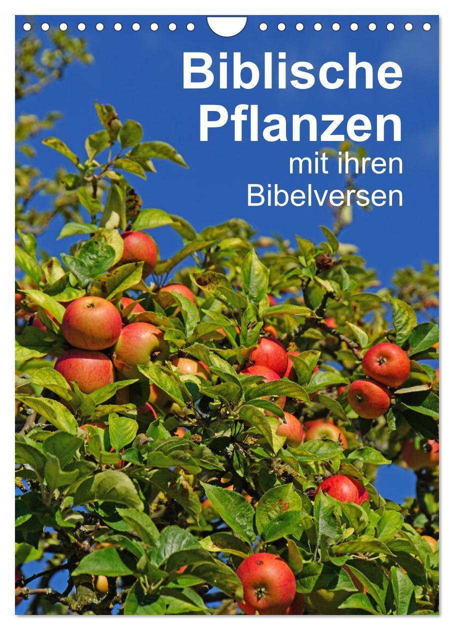 Cover: 9783435974658 | Biblische Pflanzen mit ihren Bibelversen (Wandkalender 2025 DIN A4...