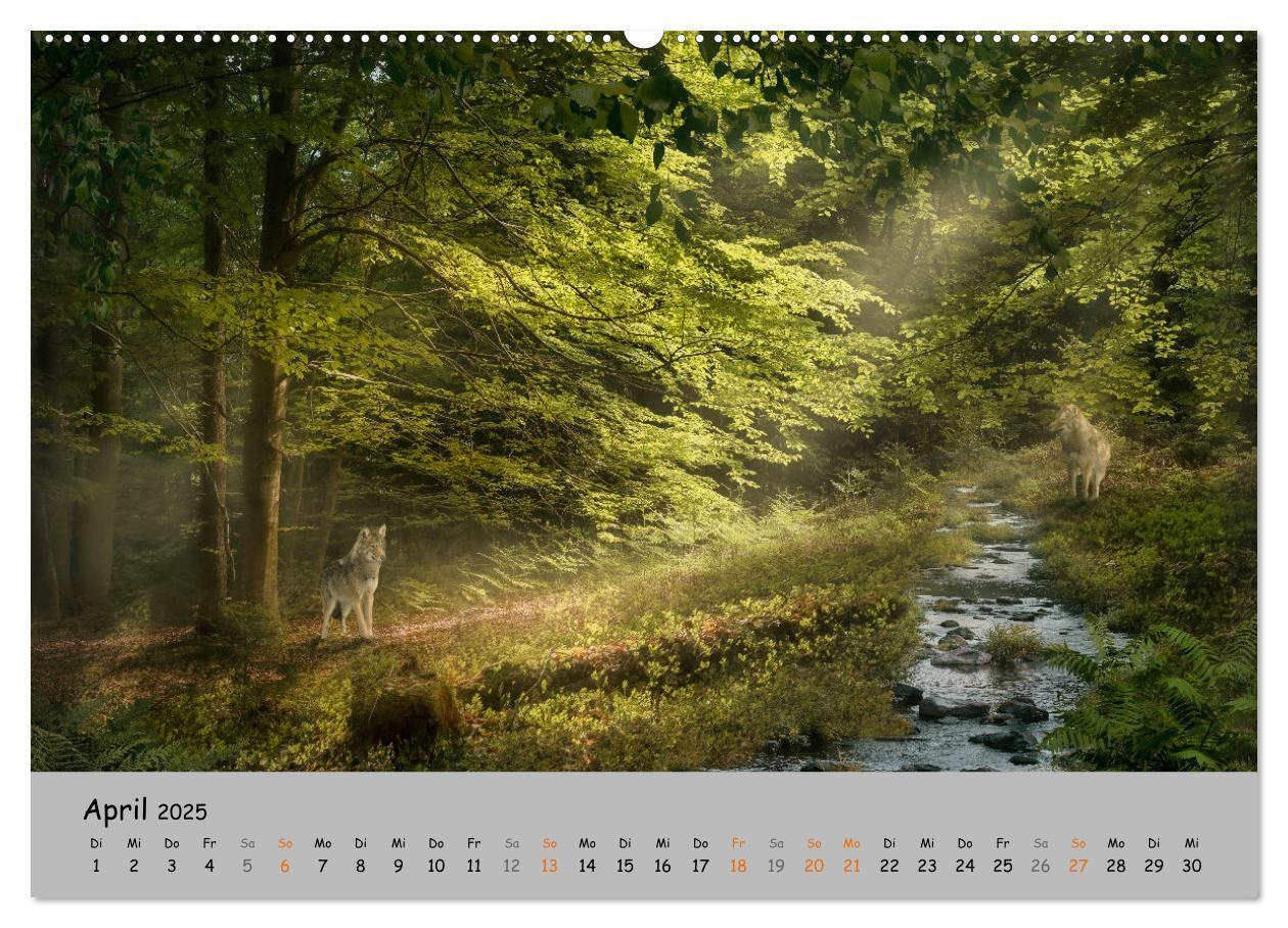 Bild: 9783435079544 | Der lange Weg der Wölfe (Wandkalender 2025 DIN A2 quer), CALVENDO...