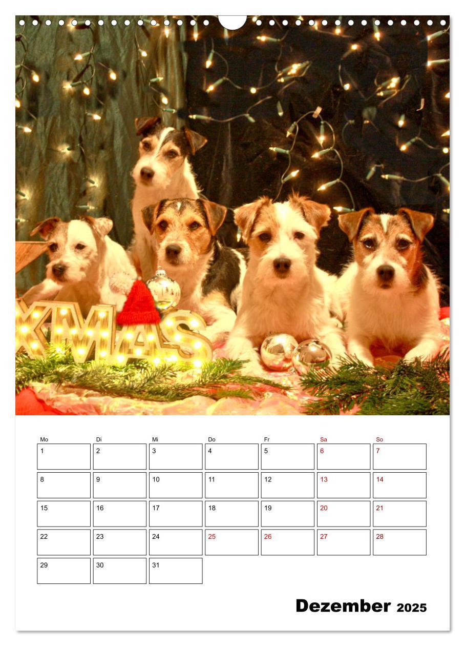 Bild: 9783435995592 | Tender Fellows - Parson Russell Terrier (Wandkalender 2025 DIN A3...