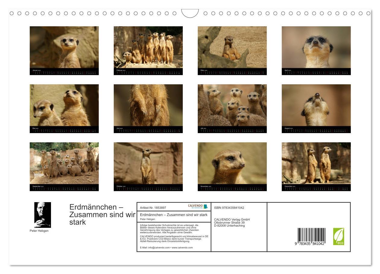 Bild: 9783435841042 | Erdmännchen ¿ Zusammen sind wir stark (Wandkalender 2025 DIN A3...