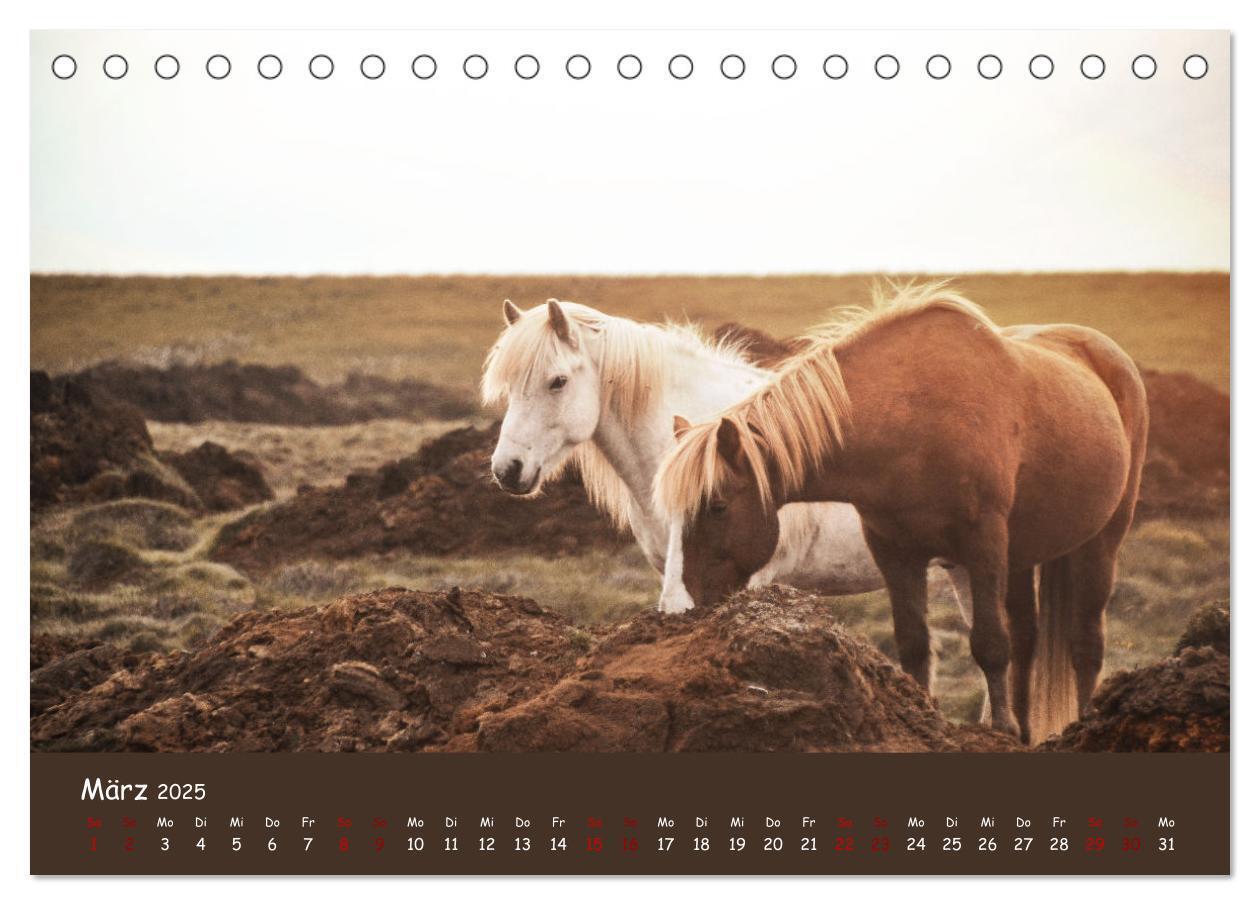 Bild: 9783435070893 | Das Islandpferd (Tischkalender 2025 DIN A5 quer), CALVENDO...