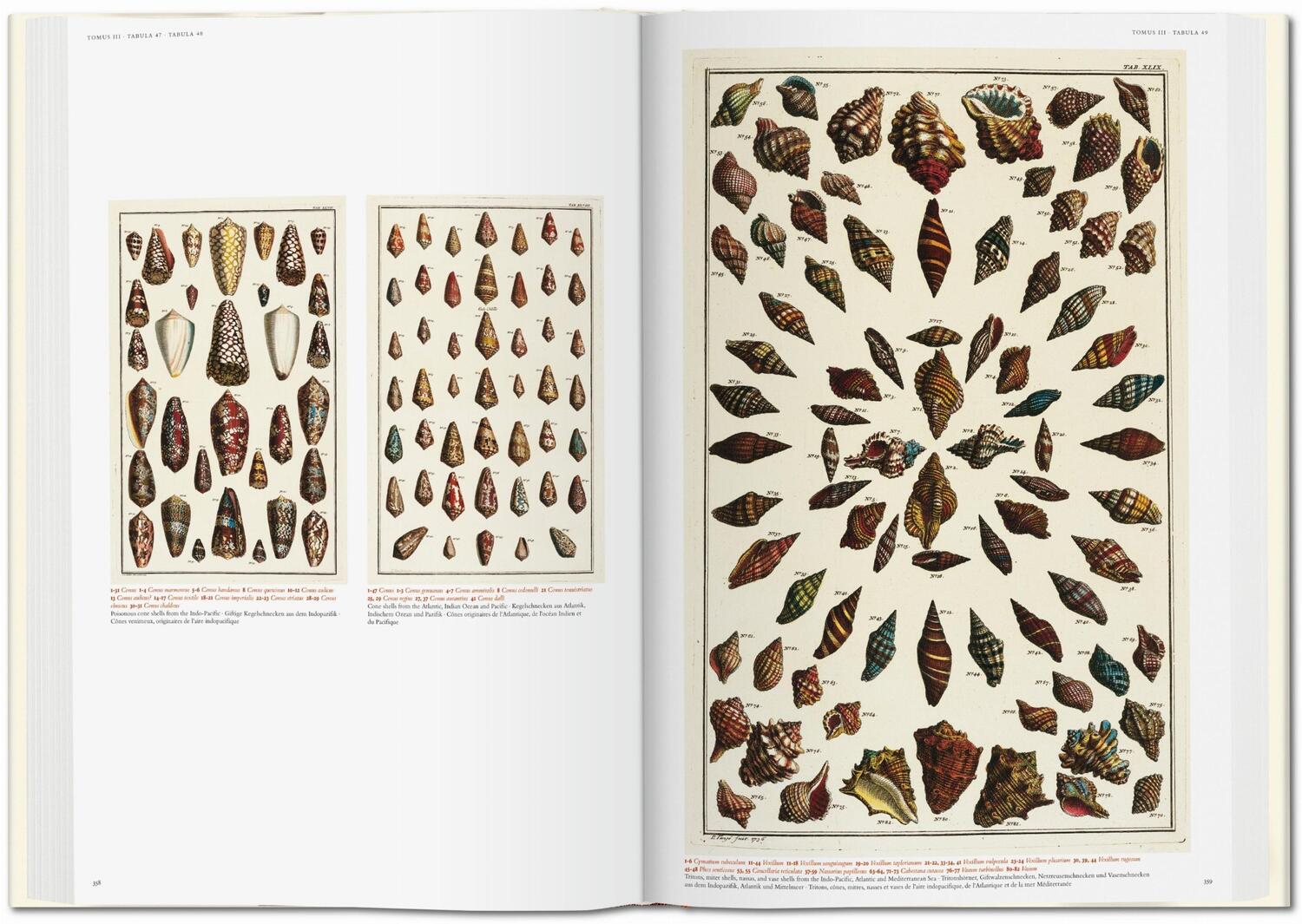 Bild: 9783836569064 | Seba. Cabinet of Natural Curiosities | Irmgard Müsch (u. a.) | Buch