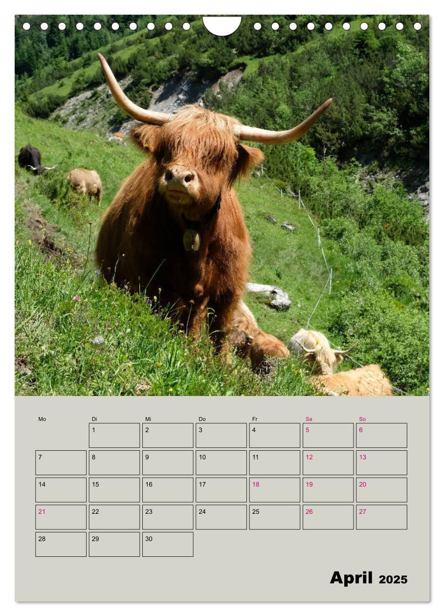 Bild: 9783435970292 | Kuhportraits Hornkühe (Wandkalender 2025 DIN A4 hoch), CALVENDO...