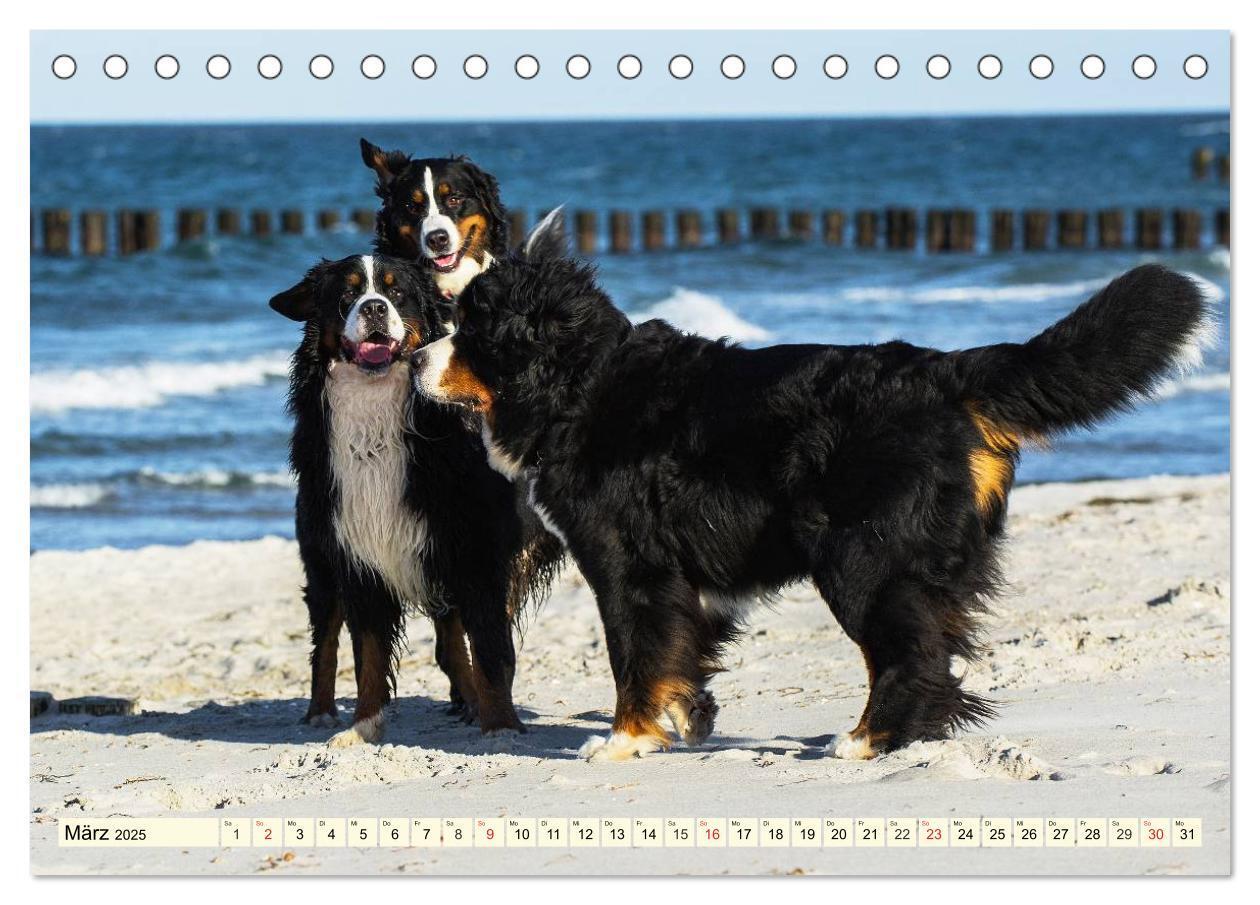 Bild: 9783435515783 | Berner Sennenhunde am Strand (Tischkalender 2025 DIN A5 quer),...