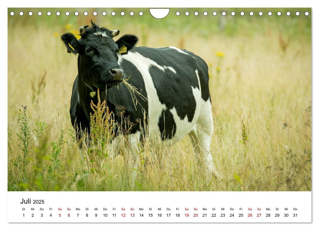 Bild: 9783435354375 | Alte Nutztierrassen 2025 (Wandkalender 2025 DIN A4 quer), CALVENDO...