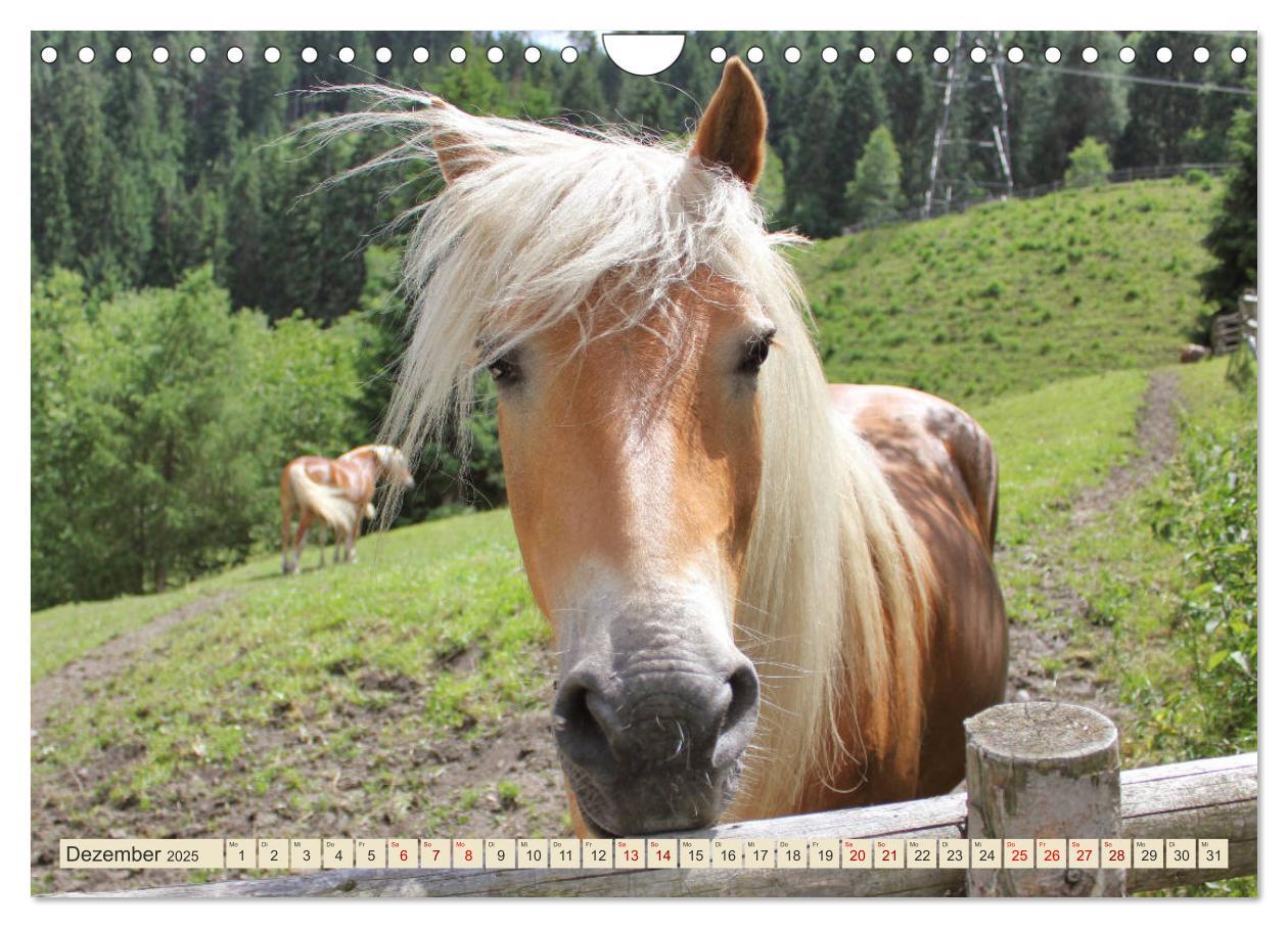 Bild: 9783435422173 | Tiroler Langmähnen (Wandkalender 2025 DIN A4 quer), CALVENDO...