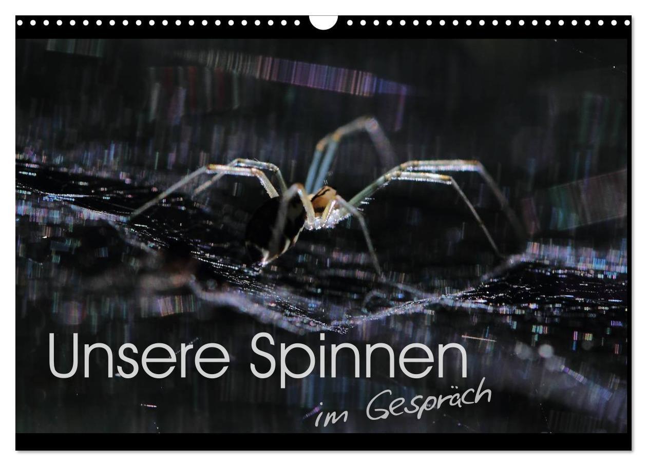 Cover: 9783383342110 | Unsere Spinnen - im Gespräch (Wandkalender 2024 DIN A3 quer),...