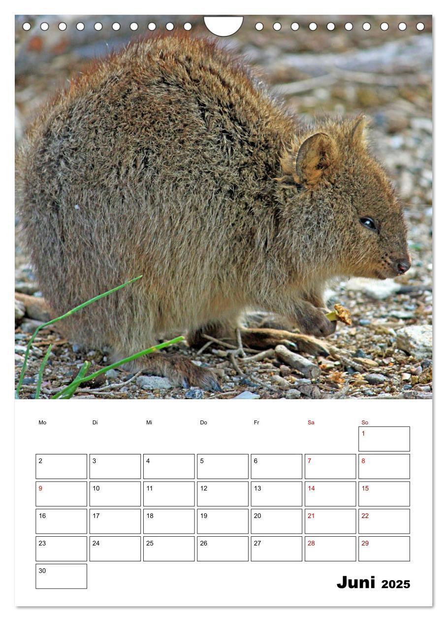 Bild: 9783435932603 | Australiens faszinierende Tierwelt (Wandkalender 2025 DIN A4 hoch),...