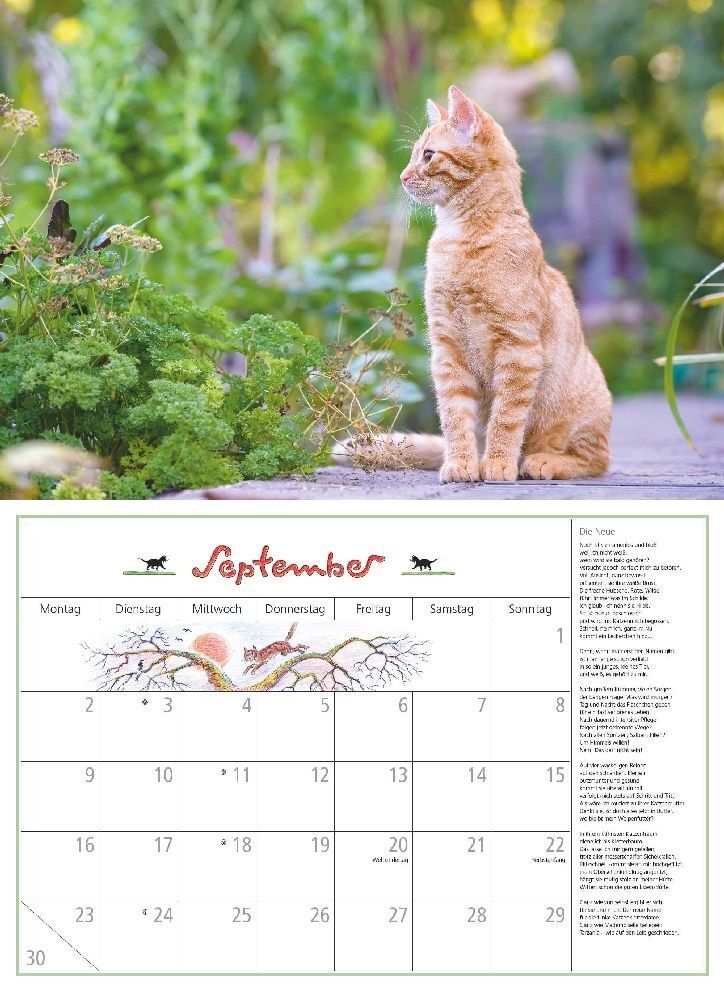 Bild: 4250809651033 | DUMONTS Katzenkalender 2024 - Broschürenkalender - Wandkalender -...