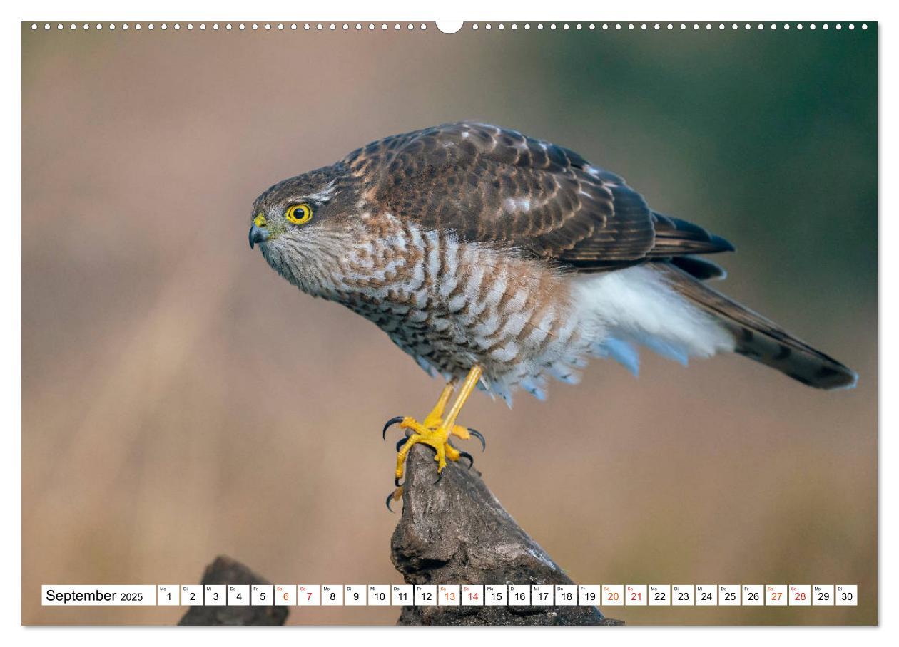 Bild: 9783435091843 | Heimische GREIFVÖGEL Adler Milan Bussard Weihe Sperber...