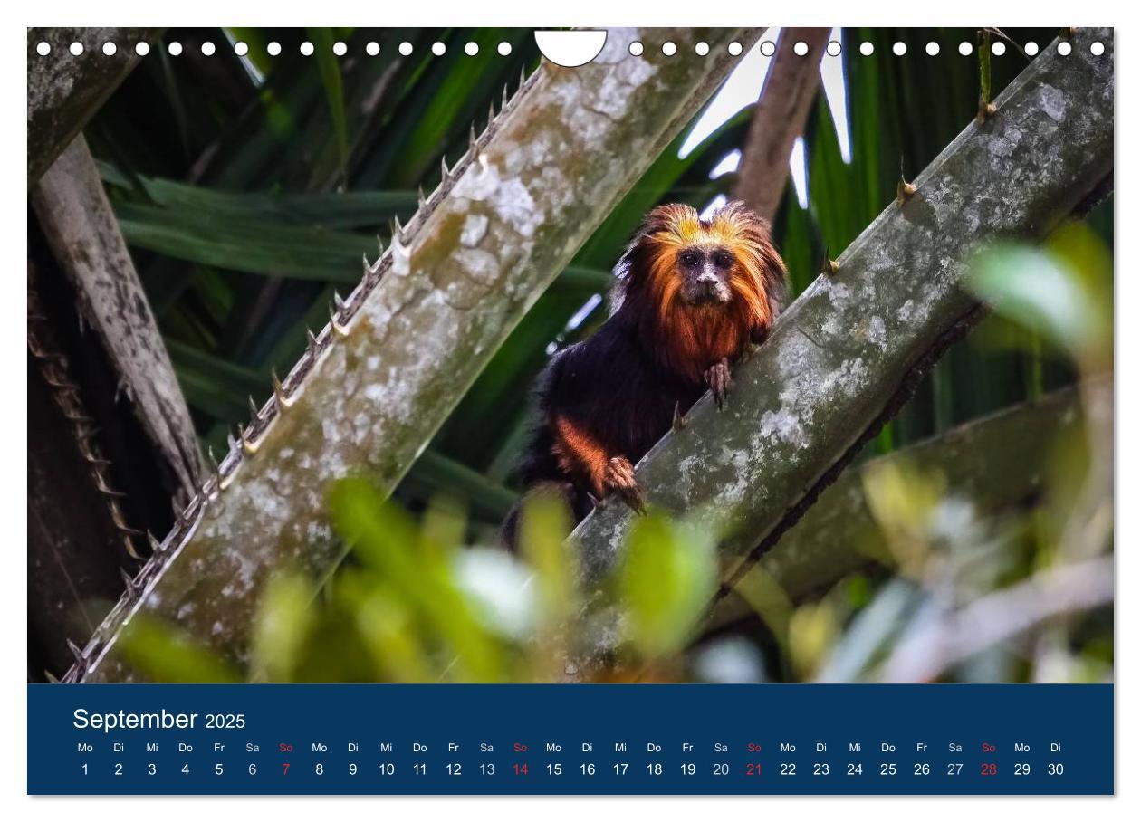 Bild: 9783435687541 | Brasilien tierisch gut 2025 (Wandkalender 2025 DIN A4 quer),...