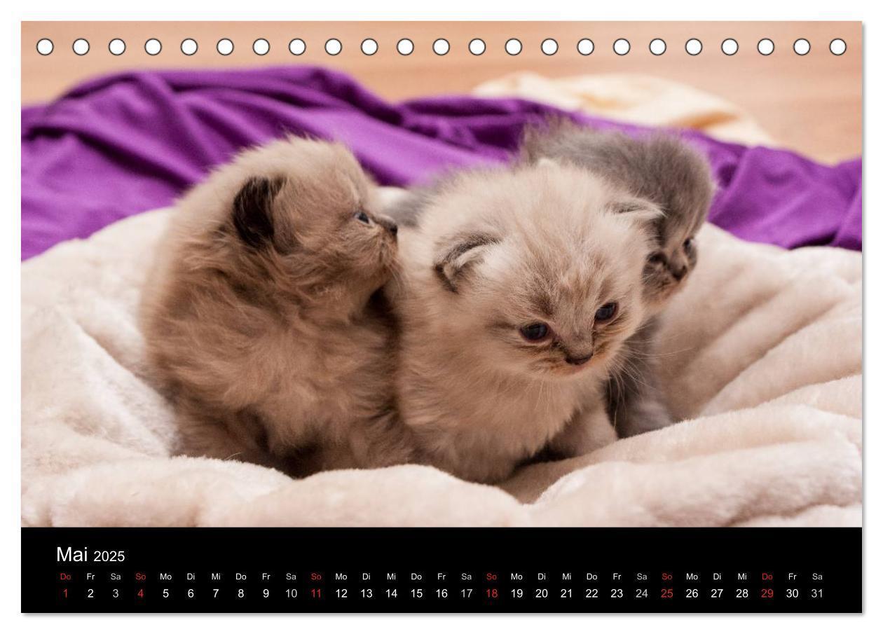 Bild: 9783435519729 | Haustiger - Ein Katzenkalender (Tischkalender 2025 DIN A5 quer),...