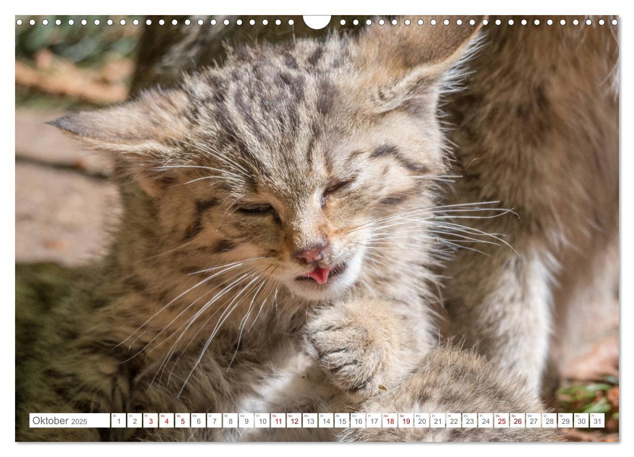 Bild: 9783435231089 | Wildkatzenbabys - wild und zuckersüß. (Wandkalender 2025 DIN A3...