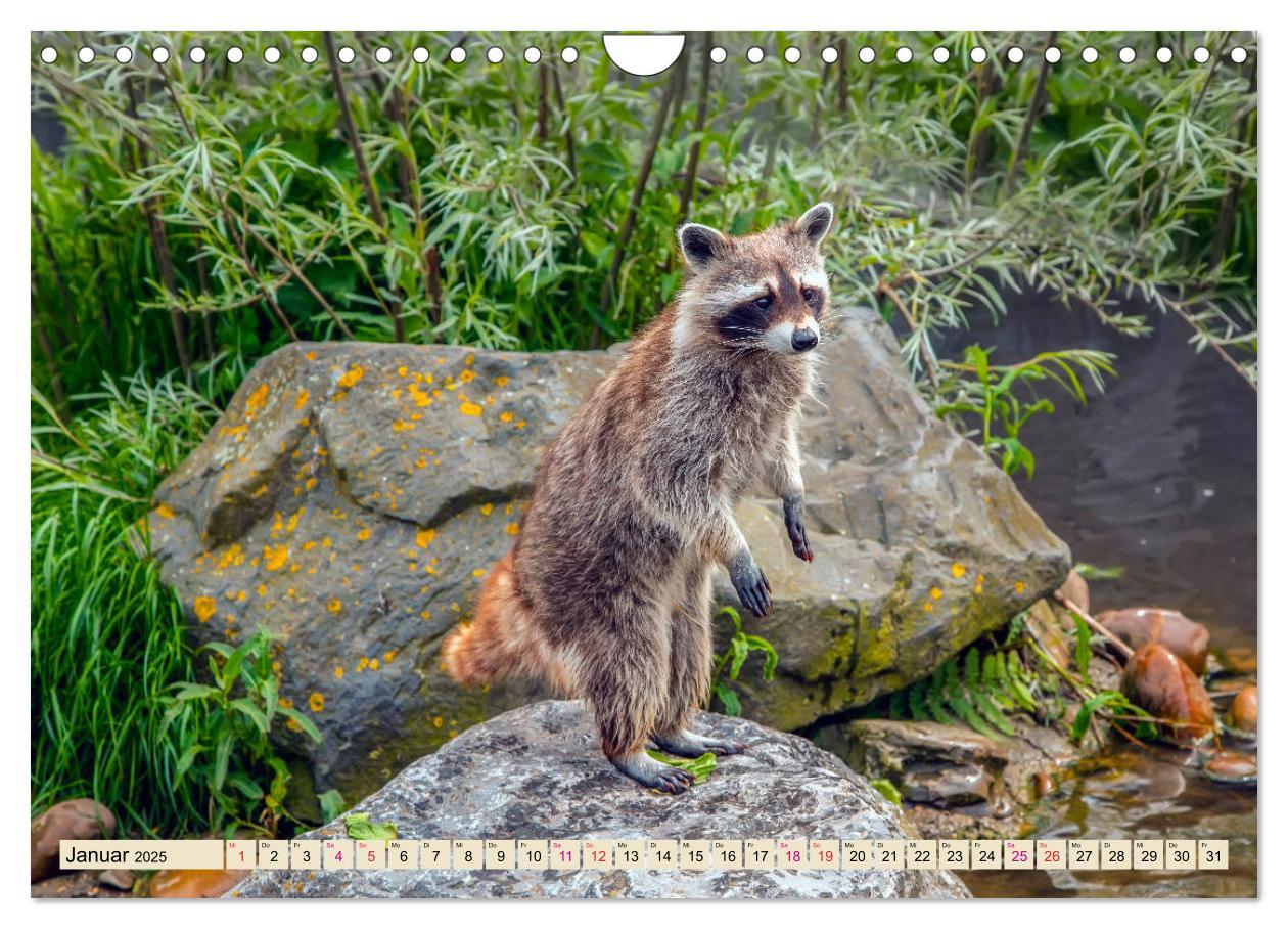 Bild: 9783435335220 | Waschbär - Niedlicher Allesfresser (Wandkalender 2025 DIN A4 quer),...