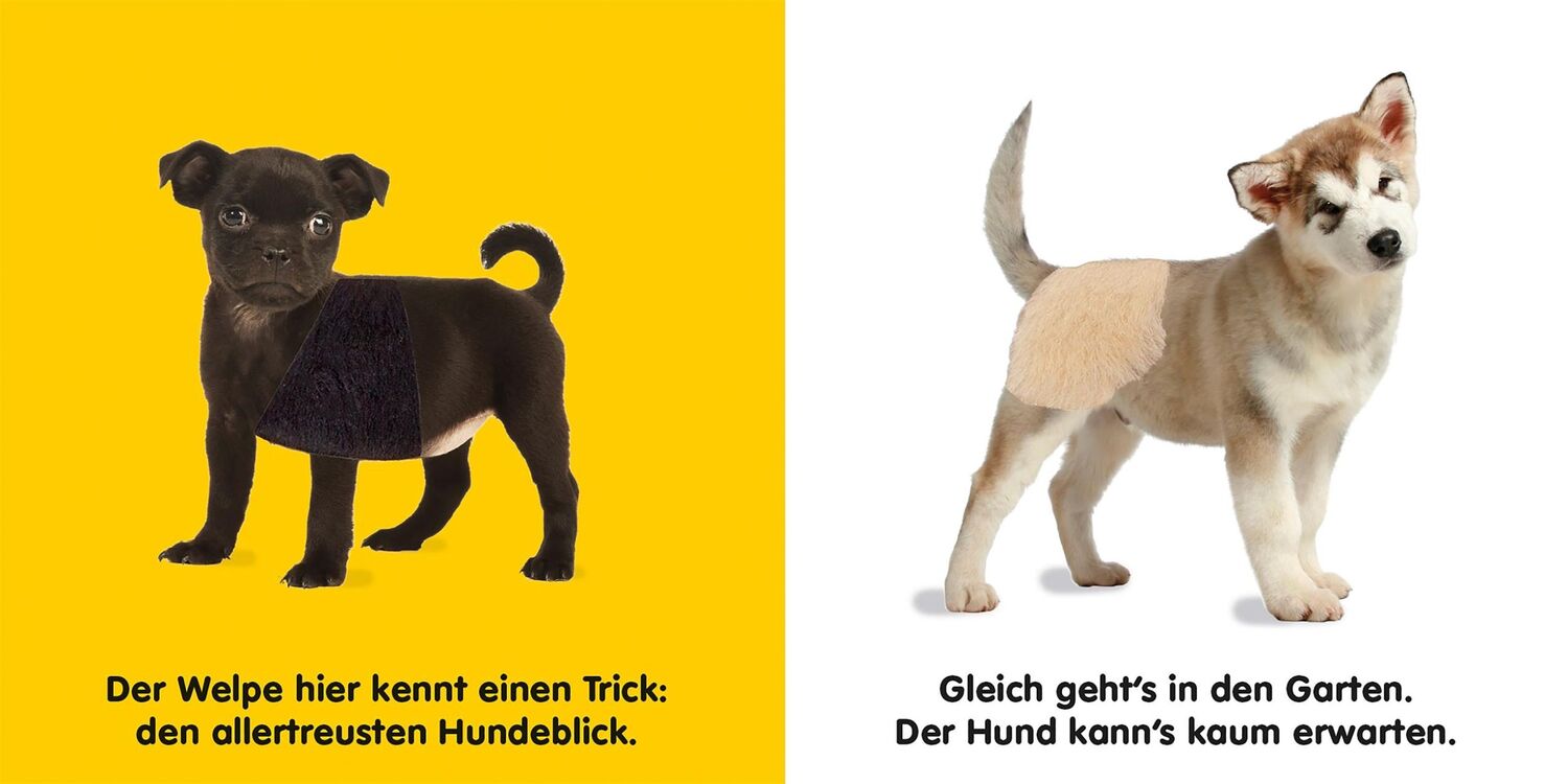 Bild: 9783831033560 | Mein Fühlbilderbuch. Hunde | Mit Reimen, Fühl- und Glitzerelementen