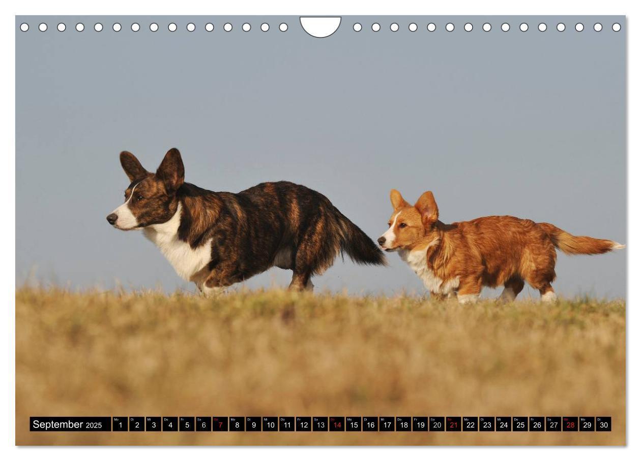 Bild: 9783435671168 | Welsh Corgi - Kobold auf 4 Pfoten (Wandkalender 2025 DIN A4 quer),...