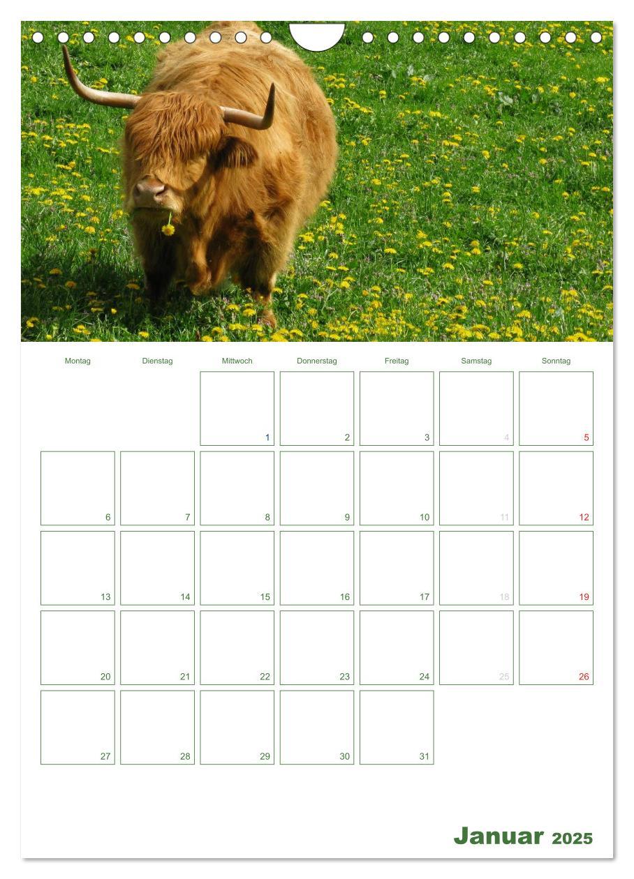 Bild: 9783457056271 | Kuhle Kühe 2025 (Wandkalender 2025 DIN A4 hoch), CALVENDO...