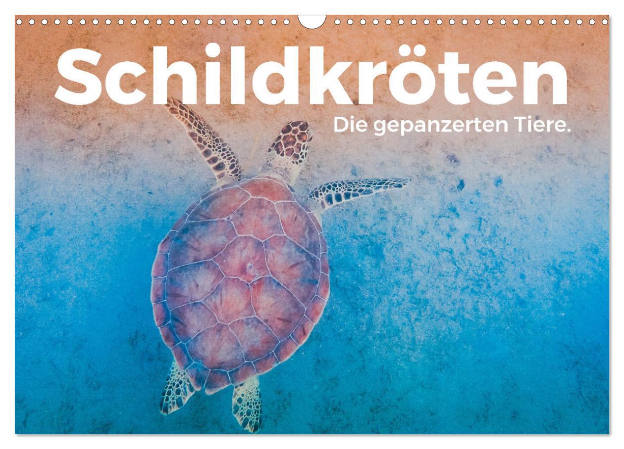 Cover: 9783383997358 | Schildkröten - Die gepanzerten Tiere. (Wandkalender 2025 DIN A3...